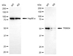 TRIM34 Antibody in Western Blot (WB)