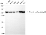 TRIM28 Recombinant Rabbit Monoclonal Antibody (25GB2310)