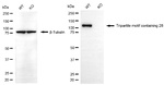 TRIM28 Antibody in Western Blot (WB)