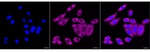 TRIM25 Recombinant Rabbit Monoclonal Antibody (25GB2695)