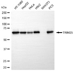 TRIM25 Antibody in Western Blot (WB)