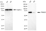 TRIM25 Antibody in Western Blot (WB)