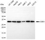 TRAP alpha Antibody in Western Blot (WB)