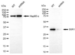 TRAP alpha Antibody in Western Blot (WB)
