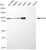 TPX2 Antibody in Western Blot (WB)