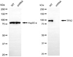 TPX2 Antibody in Western Blot (WB)