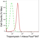 TPM1 Antibody in Flow Cytometry (Flow)