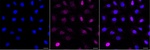 Torc2 Antibody in Immunocytochemistry (ICC/IF)