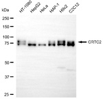 Torc2 Antibody in Western Blot (WB)