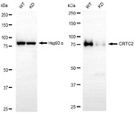 Torc2 Antibody in Western Blot (WB)