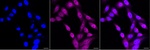 TNPO3 Recombinant Rabbit Monoclonal Antibody (25GB3590)
