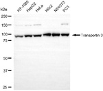 TNPO3 Antibody in Western Blot (WB)