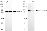 TNPO3 Antibody in Western Blot (WB)
