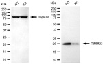 TIMM23 Antibody in Western Blot (WB)