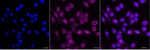 Thymidylate Synthase Recombinant Rabbit Monoclonal Antibody (25GB3300)