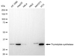 Thymidylate Synthase Antibody in Western Blot (WB)