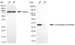 Thymidylate Synthase Antibody in Western Blot (WB)