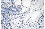TGM2 Antibody in Immunohistochemistry (Paraffin) (IHC (P))