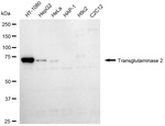 TGM2 Antibody in Western Blot (WB)