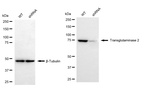 TGM2 Antibody in Western Blot (WB)