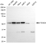 TEAD4 Antibody in Western Blot (WB)