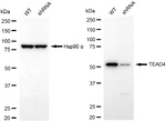 TEAD4 Antibody in Western Blot (WB)