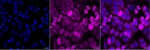 TCP-1 beta Recombinant Rabbit Monoclonal Antibody (25GB1740)