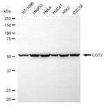 TCP-1 beta Antibody in Western Blot (WB)