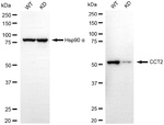 TCP-1 beta Antibody in Western Blot (WB)