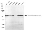 TCF7L1 Recombinant Rabbit Monoclonal Antibody (24GB1985)