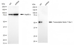 TCF7L1 Antibody in Western Blot (WB)