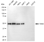 TANK Antibody in Western Blot (WB)