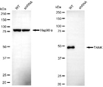 TANK Antibody in Western Blot (WB)