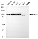 TAF1C Antibody in Western Blot (WB)