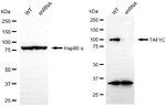 TAF1C Antibody in Western Blot (WB)