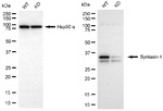 Syntaxin 4 Antibody in Western Blot (WB)