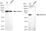 SWAP70 Antibody in Western Blot (WB)