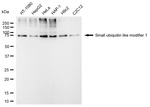 SUMO1 Antibody in Western Blot (WB)