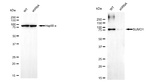 SUMO1 Antibody in Western Blot (WB)