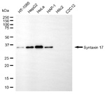 STX17 Antibody in Western Blot (WB)