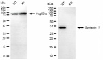 STX17 Antibody in Western Blot (WB)