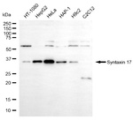 STX17 Antibody in Western Blot (WB)