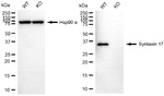 STX17 Antibody in Western Blot (WB)