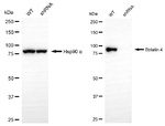STRN4 Antibody in Western Blot (WB)