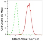 STK39 Antibody in Flow Cytometry (Flow)