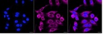 STK39 Recombinant Rabbit Monoclonal Antibody (25GB3395)