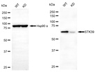 STK39 Antibody in Western Blot (WB)