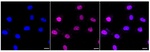 STAT6 Recombinant Rabbit Monoclonal Antibody (23GB4215)