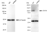 STAT6 Antibody in Western Blot (WB)
