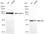 SSB Antibody in Western Blot (WB)